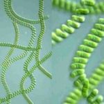 Inne korzyści spiruliny