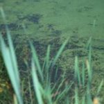 Chlorella i jej zalety