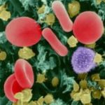 Spirulina wzmacnia układ immunologiczny