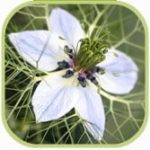 Olej z czarnego kminku (Nigella Sativa)