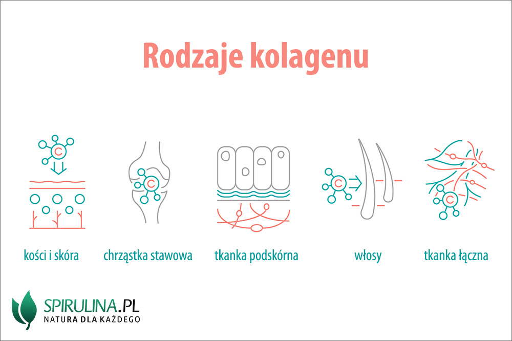 Proteinat+Ne+Organizem Kolagen – rodzaje i wpływ na organizm | Spirulina i Chlorella