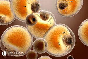 Przydatne komórki tłuszczowe