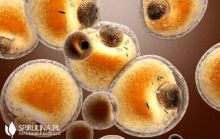 Przydatne komórki tłuszczowe