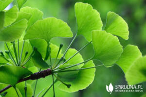 Ginkgo Biloba - skuteczność przy demencji