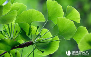 Ginkgo Biloba - skuteczność przy demencji