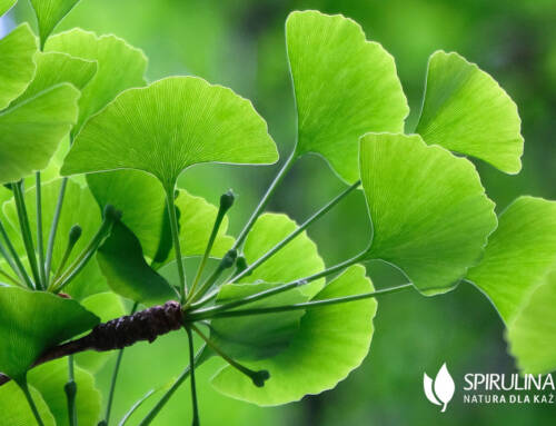 Ginkgo Biloba – skuteczność przy demencji