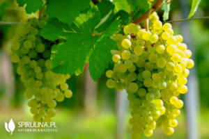 Olej z pestek winogron (Vitis vinifera)