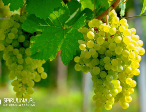 Olej z pestek winogron (Vitis vinifera)