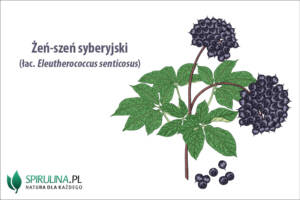 Żeń-szeń syberyjski