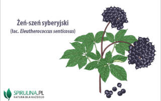 Żeń-szeń syberyjski