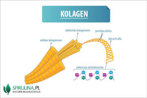 Kolagen