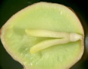 Gingko Biloba