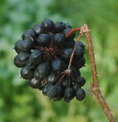 Żeń-szeń syberyjski (Eleutherococcus senticosus)