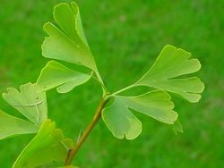 Ginkgo Biloba