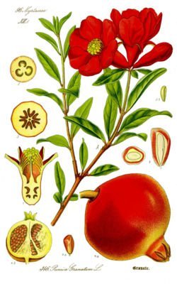 Granat (Punica Granatum L., Punicaceae)