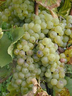 Olej z pestek winogron (Vitis vinifera)