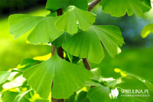 Miłorząb dwuklapowy (Ginkgo biloba) - skuteczna fitoterapia