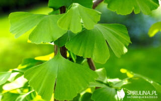 Miłorząb dwuklapowy (Ginkgo biloba) - skuteczna fitoterapia