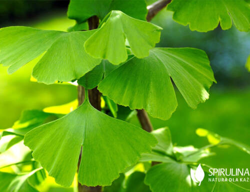 Miłorząb dwuklapowy (Ginkgo biloba) – skuteczna fitoterapia