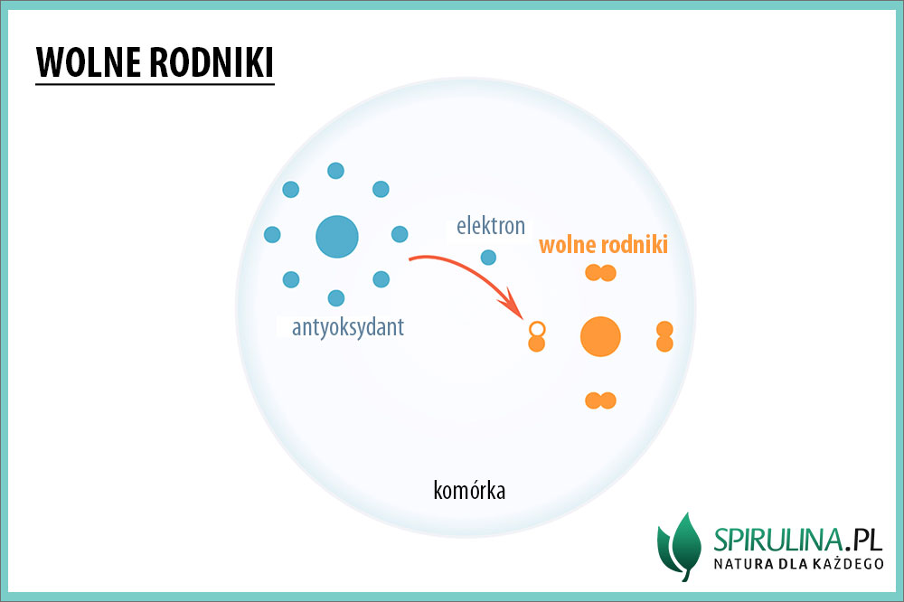 Wolne rodniki – czym są i jak się przed nimi obronić