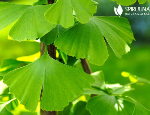 Ginkgo biloba – czego jeszcze nie wiesz?