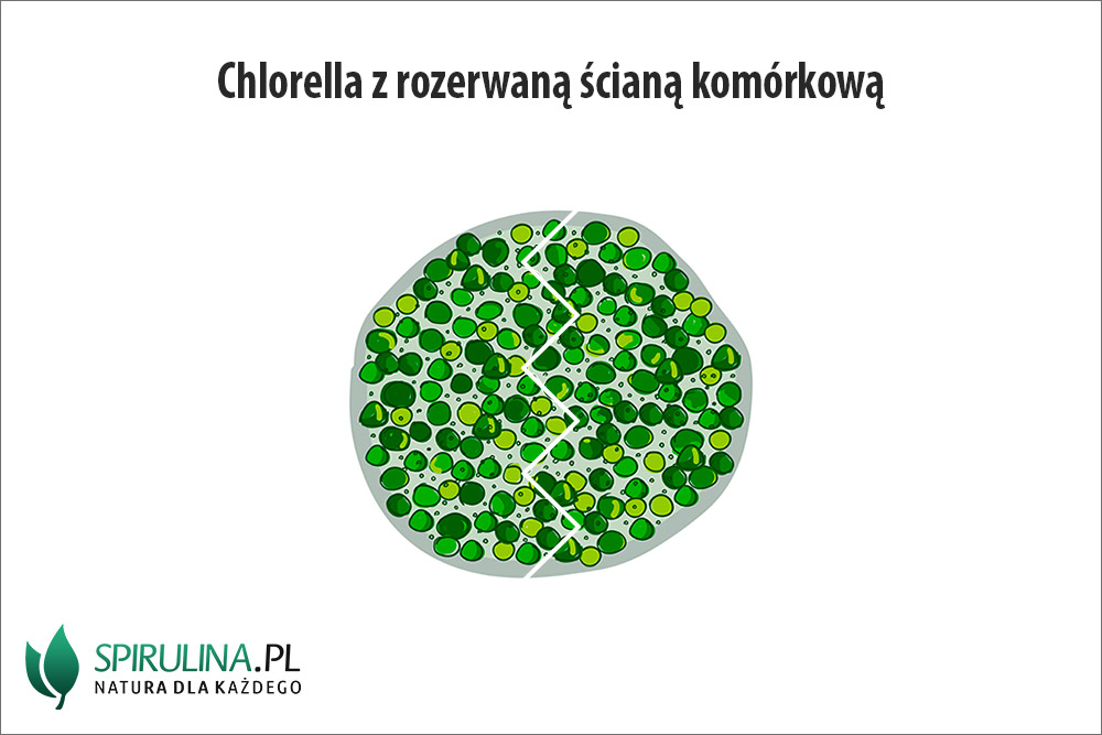 chlorella rozerwana ściana komórkowa