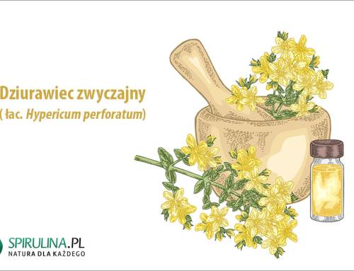 Dziurawiec zwyczajny