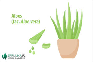 Aloes