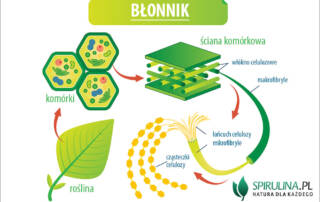 Błonnik