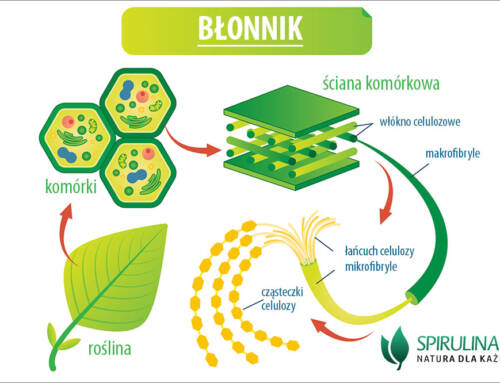 Błonnik