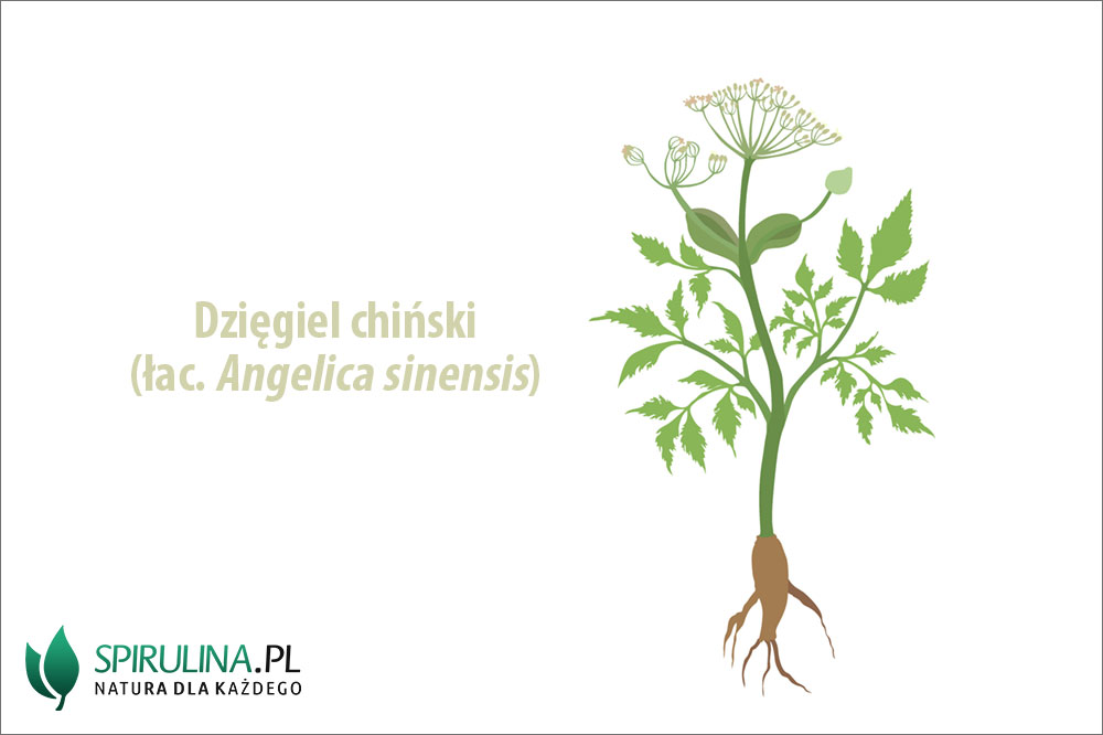 Dziegiel lecznicza roslina z Azji