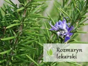 Rozmaryn lekarski