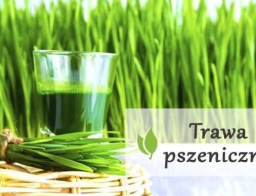 Trawa pszeniczna w zwalczaniu siwych włosów
