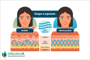 Kolagen w organizmie