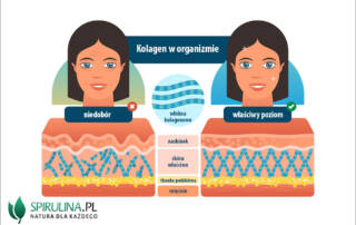 Kolagen w organizmie