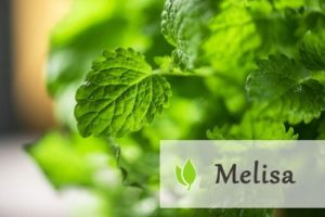 Melisa lekarska - właściwości i zastosowanie