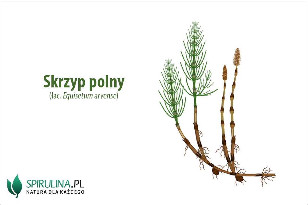 Skrzyp Polny Cykl Rozwojowy Skrzyp polny (Equisetum arvense) - właściwości i zastosowanie - algi