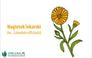 Nagietek lekarski