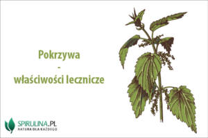 Pokrzywa - właściwości lecznicze