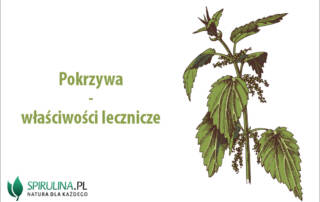 Pokrzywa - właściwości lecznicze