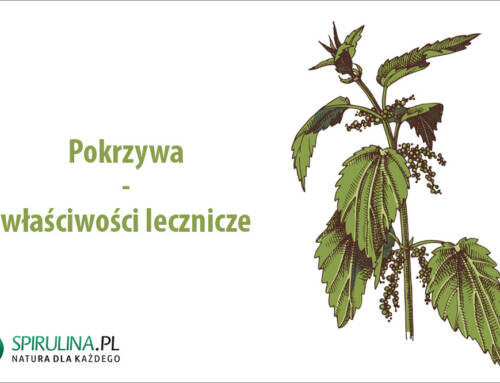 Pokrzywa – właściwości lecznicze