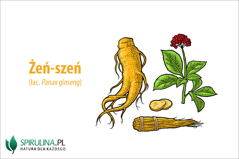 Żeńszeń właściwości i skutki uboczne algi Spirulina i Chlorella