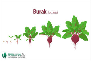 Burak