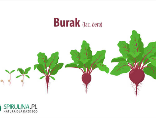 Burak