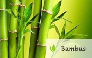 Bambus - doceniany dar natury