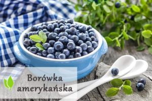 Borówka amerykańska - właściwości i zastosowanie