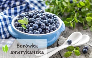 Borówka amerykańska - właściwości i zastosowanie