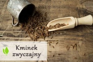 Kminek zwyczajny - właściwości i zastosowanie