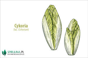 cykoria