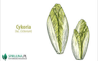 cykoria